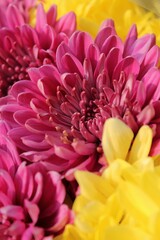 pink and yellow chrysanthemum