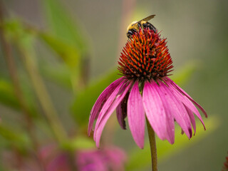Bumblebee on coneflower, Day Preserve, Illinois