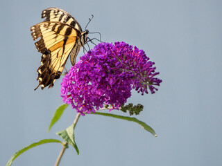 Swallowtail butterfly on butterfly bush flower, Day Preserve, Illinois