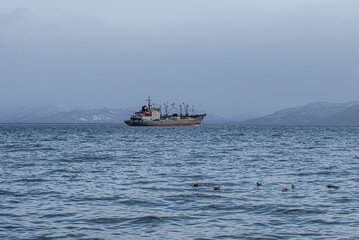 Fishing seiners in Avacha Bay in Kamchatka peninsula