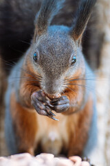 squirrel on a tree