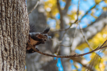 squirrel on a tree