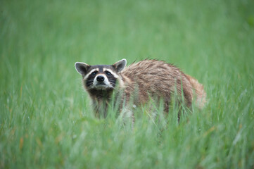 Raccoon stopping for a look as it crosses field
