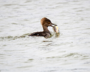 Female hooded merganser with catch