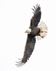 Eagle spotting prey and starting the dive for a catch