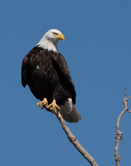 Bald Eagle looking over the area.