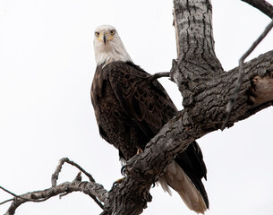 Bald Eagle staring.