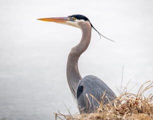 Great blue heron looking for fish.