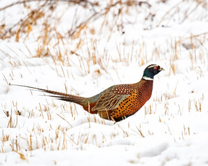 Ring-necked pheasant walking cautiously in the snow