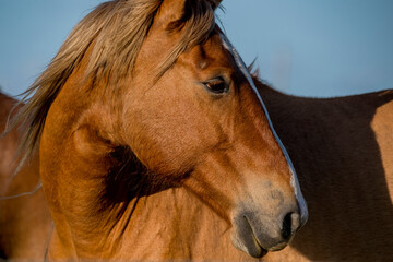 Close-up of a wild horse living in Flint Hills of Kansas