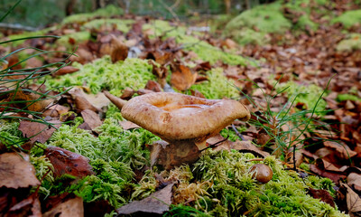 Fototapeta premium Mushroom in the forest