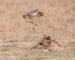 Two Prairie Chicken fighting during a mating ritual.