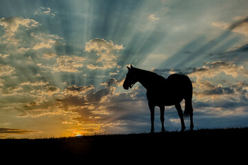Thoroughbred horse silhouetted at sunrise, Lexington, Kentucky