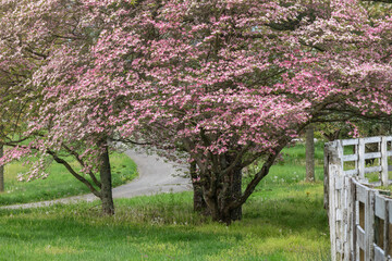 Dogwood trees in full bloom, Manchester Horse Farm at first light, Lexington. Kentucky.