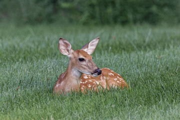 White tailed deer fawn lying down, Kentucky, Odocoileus virginianus