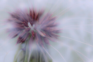 Close-up of dandelion seed head, Kentucky