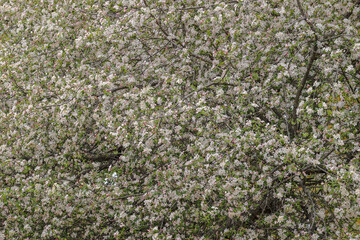 Crabapple tree in full bloom, Kentucky