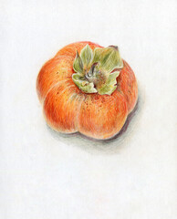Colored pencils botanical sketch of ripe beautiful persimmon  - 472805267