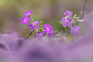 Purple phlox flowers, Creasey Mahan Nature Preserve, Kentucky