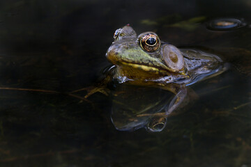 Green frog, Creasey Mahan Nature Preserve, Kentucky