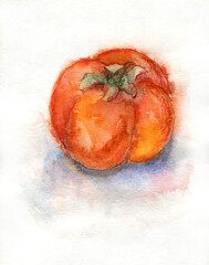 Watercolor illustration of juicy bright orange persimmon  - 472805487