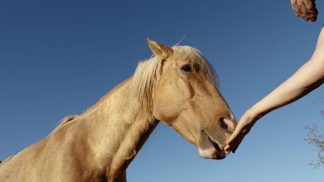 Beautiful brown horse eats apple. Closeup of a hand offering a piece of apple to a horse. Slow-motion. Concept of animal love and friendship.