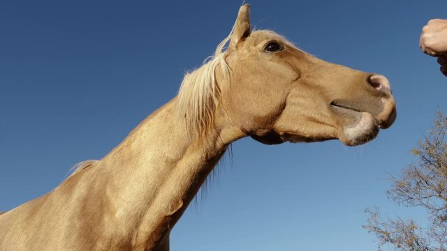 Beautiful brown horse eats apple. Closeup of a hand offering a piece of apple to a horse. Slow-motion. Concept of animal love and friendship.