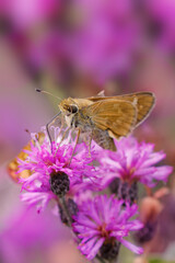 Sachem skipper on ironweed, Creasey Mahan Nature Preserve, Kentucky