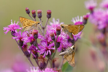 Sachem skipper on ironweed, Creasey Mahan Nature Preserve, Kentucky