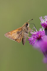 Sachem skipper on ironweed, Creasey Mahan Nature Preserve, Kentucky