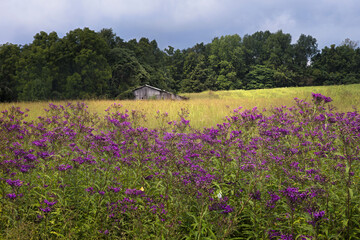 Fototapeta na wymiar Field of ironweed and old barn, Buckner, Kentucky