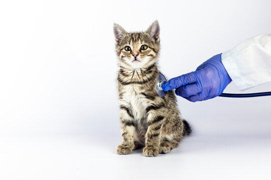 Veterinarian doctor with blue medical gloves is making a checkup of a cute kitten with stethoscope on white background.