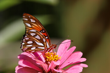 Gulf fritillary butterfly, Creasey Mahan Nature Preserve, Kentucky