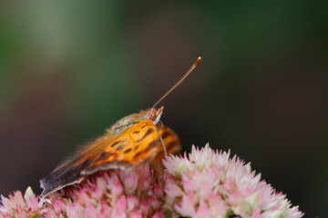 Question mark butterfly, Creasey Mahan Nature Preserve, Kentucky