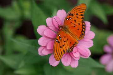 Gulf fritillary butterfly, Creasey Mahan Nature Preserve, Kentucky