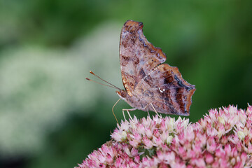 Question mark butterfly, Creasey Mahan Nature Preserve, Kentucky
