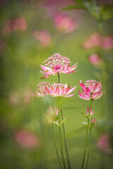 Pink Astrantia Flowers
