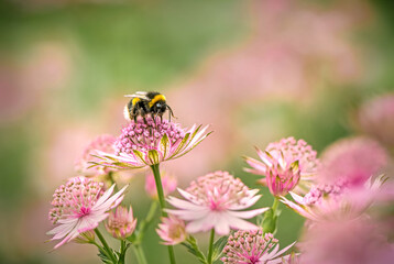 Bee on Pink Astrantia Flowers