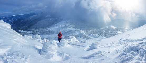 Panoramic landscape of a snowy forest in the mountains on a sunny winter day whis. Ukrainian Carpathians, near Mount Petros, there is one tourist.