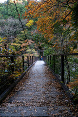 Autumn season misty wether mountain. Beautiful background green water river. Misty mountain forest landscape in the morning in Japan