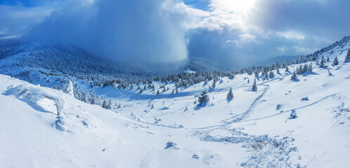 Panoramic landscape of a snowy forest in the mountains on a sunny winter day. Ukrainian Carpathians, near Mount Petros.