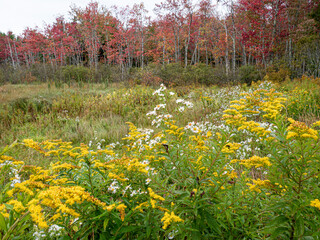 Goldenrod, asters and red maple, fall color, Maine