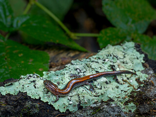 Obraz na płótnie Canvas Eastern red-backed salamander (lungless salamander family) on lichen, Maine