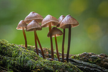 Clustered Bonnet Mushrooms