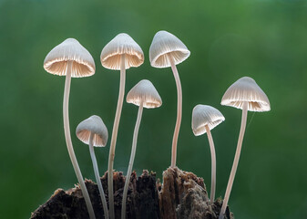 Angels Bonnet Mushrooms