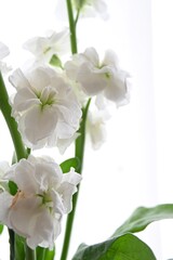 white flowers on white