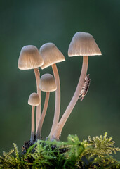 Angels Bonnets with Woodlouse