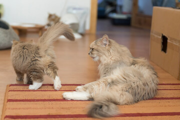 Sibirische Katze mit Kitten