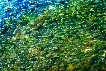 Padanaram Harbor, Buzzards Bay, Dartmouth, Massachusetts. Millions of Pogy fish swarm together next...