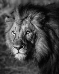 Majestic male lion on his morning walk B&W